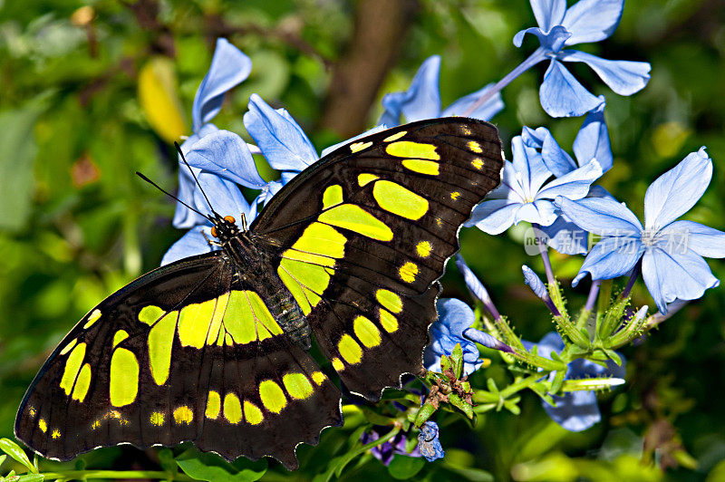 孔雀石蝴蝶(Siproeta stelenes)新热带